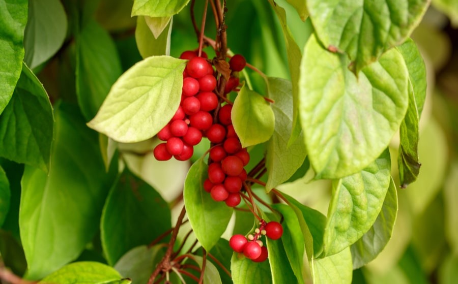 Plantas Adaptog&eacute;nicas